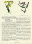Yellow Iris & Narrow -Leaved Everlasting Pea, 1853
