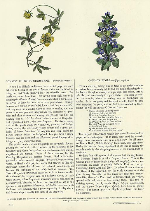 Common Creeping Cinquefoil & Common Bugle, 1853