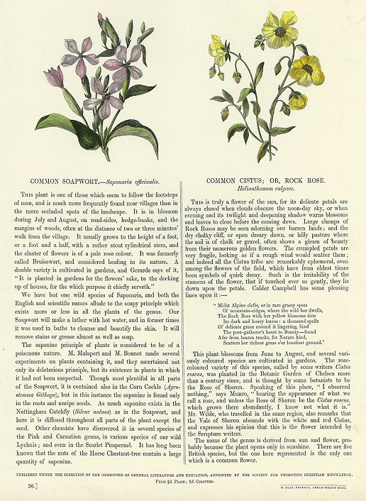 Common Soapwort & Common Cistus or Rock Rose, 1853