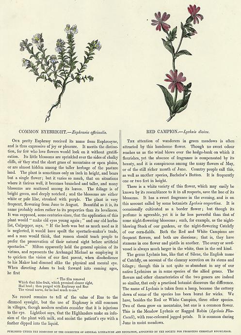 Common Eyebright & Red Campion, 1853