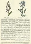 Common Sorrel & Cuckoo Flower, 1853