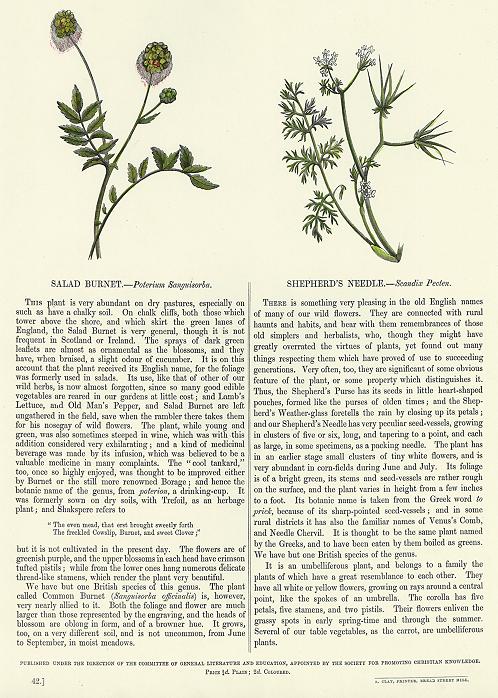 Salad Burnet & Shepherd's Needle, 1853