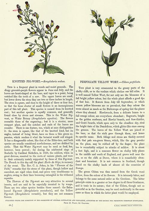 Knotted Fig-Wort & Perfoliate Yellow Wort, 1853