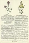 Wild Thyme & Dyer's Green-Weed, 1853