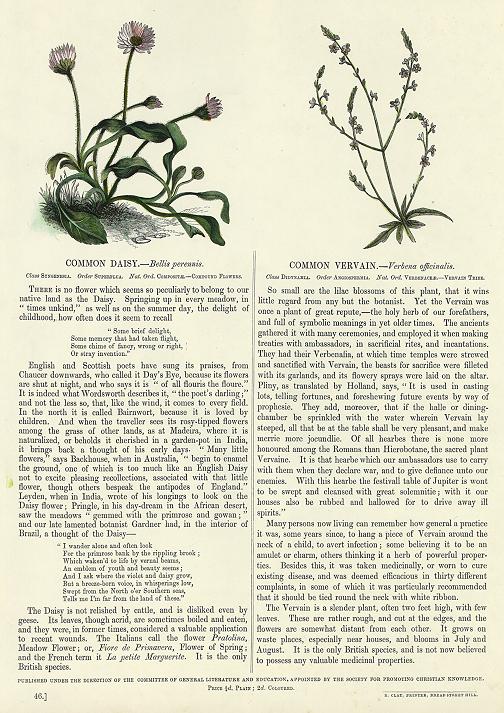 Common Daisy & Common Vervain, 1853