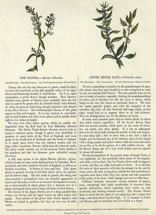 Red Bartsia & Lesser Broom Rape, 1853