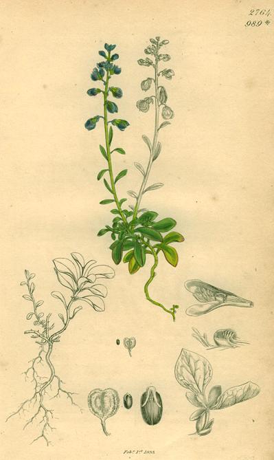 Unidentified, Sowerby, 1839