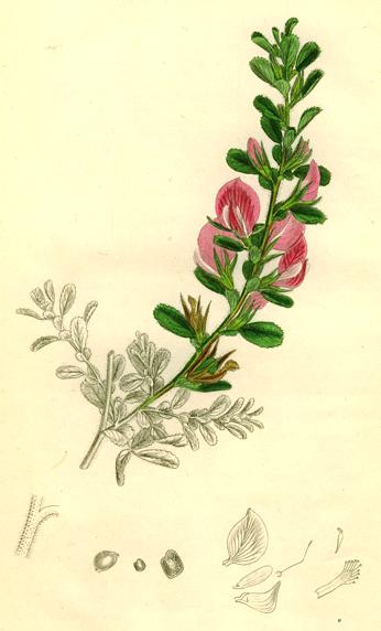 Unidentified, Sowerby, 1839