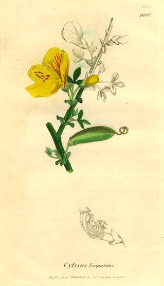 Cytisus Seoparius, Sowerby, 1839