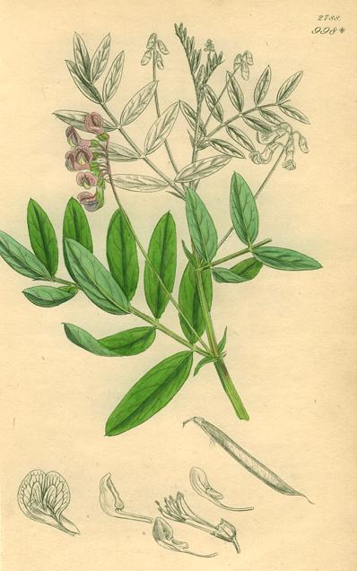 Unidentified, Sowerby, 1839