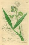 Lathyrus hirsutus, Sowerby, 1839