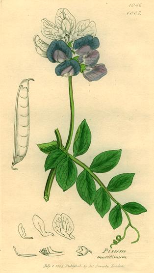 Pisum maritimum, Sowerby, 1839