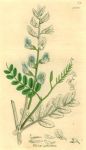 Vicia sylvatica, Sowerby, 1839