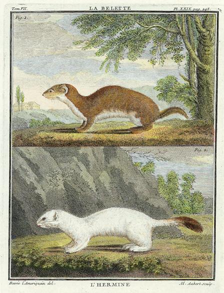 Weasel & Ermine (Belette & Hermine), 1760