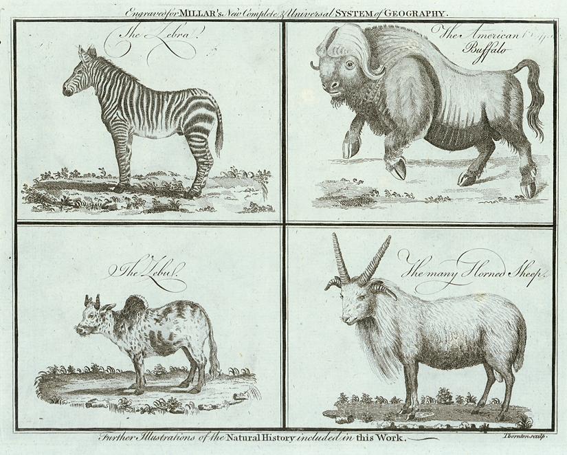 Zebra, Buffalo, Zebu & Horned Sheep, 1785