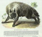 Striped Hyena, 1850
