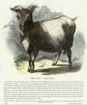 Goat, 1850