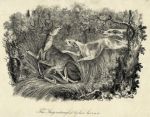 Stag entangled by his horns, stone lithograph, about 1830