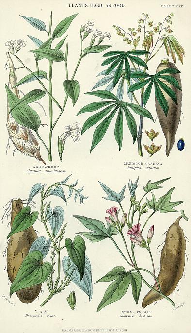 Plants Used as Food, 1866