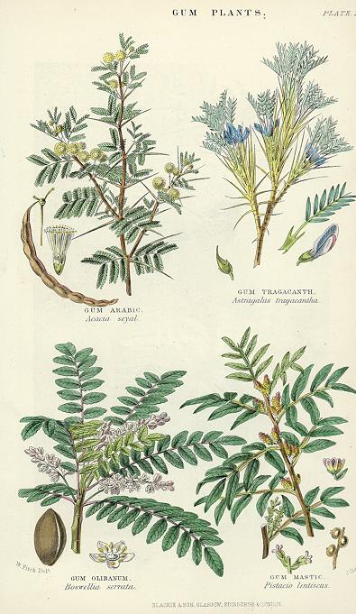 Gum Plants, 1866