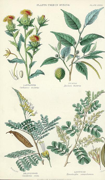 Plants used in Dyeing, 1866