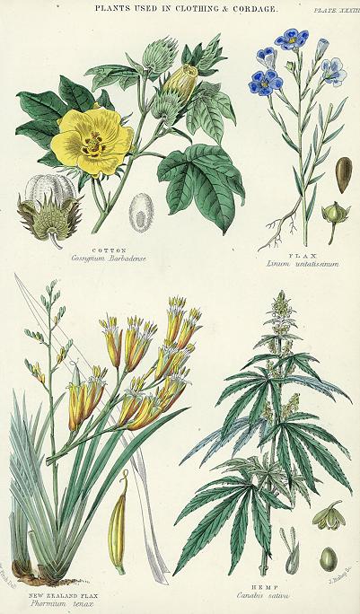 Plants used in Cordage, 1866