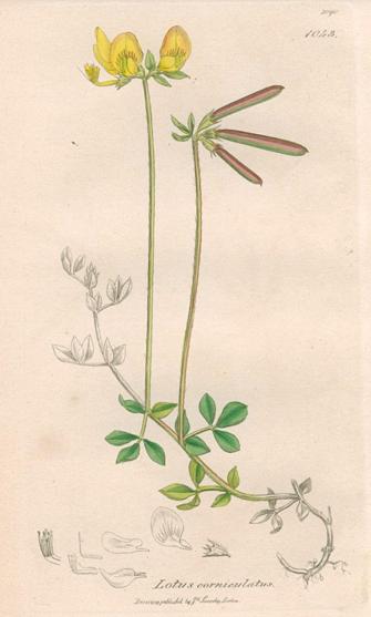 Lotus corniculatus, Sowerby, 1839