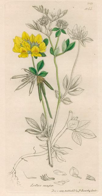 Lotus major, Sowerby, 1839