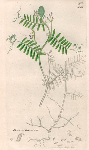 Ervum hirsutum, Sowerby, 1839