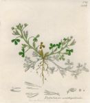 Trifolium ornithopodioides, Sowerby, 1839