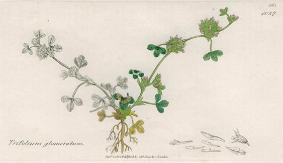 Trifolium glomeratum, Sowerby, 1839