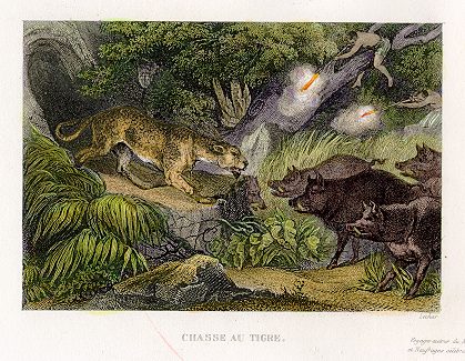 South America, Chasse au Tigre, 1842