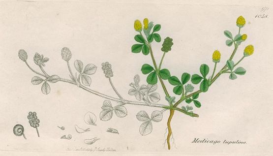 Medicago lupulina, Sowerby, 1839