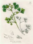 Medicago maculata, Sowerby, 1839