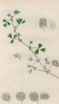 Medicago (unknown), Sowerby, 1839