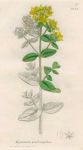 Hypercum quadrangulum, Sowerby, 1839