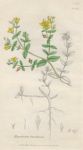 Hypercum humifusum, Sowerby, 1839