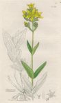 Hypercum montanum, Sowerby, 1839