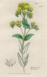 Hypercum barbatum, Sowerby, 1839