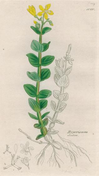 Hypercum elodes, Sowerby, 1839