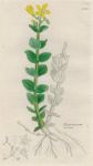 Hypercum elodes, Sowerby, 1839