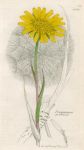 Tragopogon pratensis, Sowerby, 1839