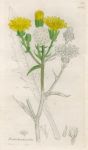 Pieris hieracioides, Sowerby, 1839