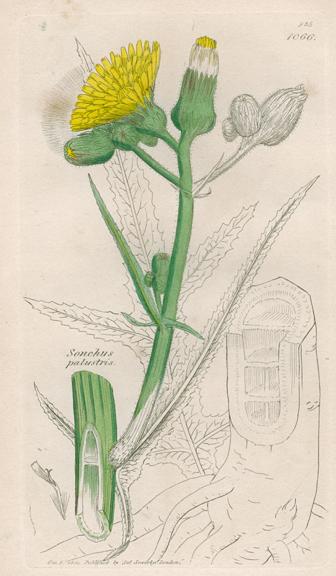 Sonchus palustris, Sowerby, 1839