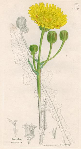 Sonchus arvensis, Sowerby, 1839