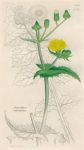 Sonchus oleraceus, Sowerby, 1839