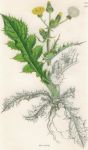 Sonchus unlabelled, Sowerby, 1839