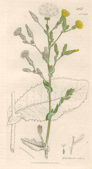 Lactuca virosa, Sowerby, 1839