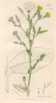 Lactuca virosa, Sowerby, 1839
