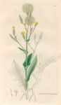 Lactuca scariola, Sowerby, 1839
